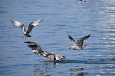Birkaç gümüş martı denizin üzerinde uçar. Yakın plan çekimleri, okyanus zeminine karşı kanat ve tüy detaylarını yakalar.