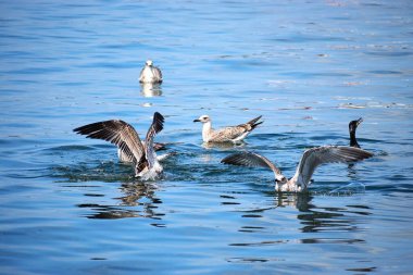 Birkaç gümüş martı denizin üzerinde uçar. Yakın plan çekimleri, okyanus zeminine karşı kanat ve tüy detaylarını yakalar.