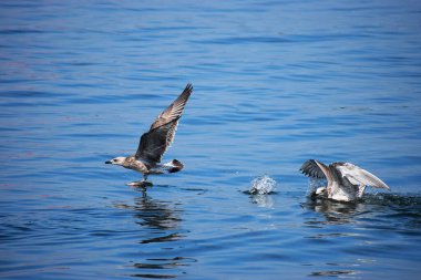 Gümüş bir martı deniz yüzeyinin üzerinde süzülür, kanatlar açılır, dinamik hareketi yakalar sakin okyanus suyunun üzerinde..
