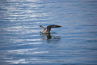 Denizde sakince yüzen gümüş martının yakın çekimi. Kuşun suyu yansıttığı doğal bir sahne..