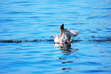Denizde sakince yüzen gümüş martının yakın çekimi. Kuşun suyu yansıttığı doğal bir sahne..
