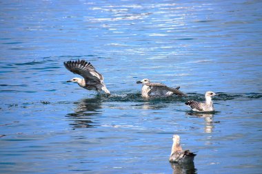 Bir karabatak dalgıcına yakın çekim ve bir balıkla yüzeye çıkarken iki Gümüş Martı onun denizdeki avını çalmaya çalışıyor..