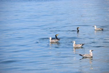 Bir karabatak dalgıcına yakın çekim ve bir balıkla yüzeye çıkarken iki Gümüş Martı onun denizdeki avını çalmaya çalışıyor..