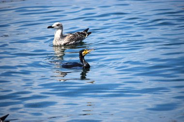 Denizde sakince yüzen gümüş martının yakın çekimi. Kuşun suyu yansıttığı doğal bir sahne..