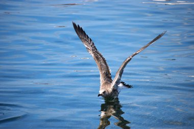 Bir martı açık kanatları ile denizde yüzer ve sıçramalar yaratır. Doğal ortamında vahşi bir kuşun yakın çekimi..