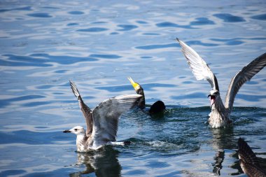 Bir karabatak dalgıcına yakın çekim ve bir balıkla yüzeye çıkarken iki Gümüş Martı onun denizdeki avını çalmaya çalışıyor..