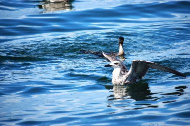 Denizdeki deniz kuşu