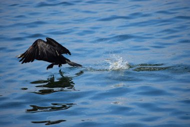 Büyük bir karabatak denizden havalanıyor, sıçramalar ve su üzerinde bir iz bırakıyor. Hareketli deniz kuşunun dinamik yakın çekimi.