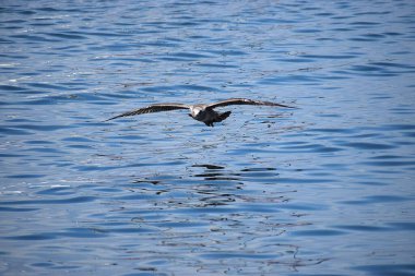 Gümüş bir martı deniz yüzeyinin üzerinde süzülür, kanatlar açılır, dinamik hareketi yakalar sakin okyanus suyunun üzerinde..