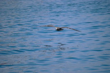 Gümüş bir martı deniz yüzeyinin üzerinde süzülür, kanatlar açılır, dinamik hareketi yakalar sakin okyanus suyunun üzerinde..