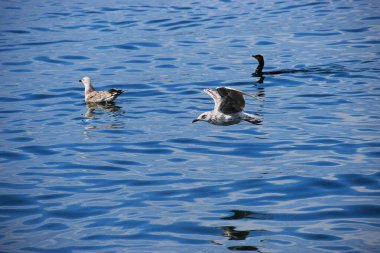 Gümüş bir martı deniz yüzeyinin üzerinde süzülür, kanatlar açılır, dinamik hareketi yakalar sakin okyanus suyunun üzerinde..