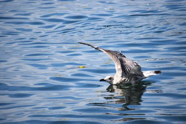 Denizde sakince yüzen gümüş martının yakın çekimi. Kuşun suyu yansıttığı doğal bir sahne..