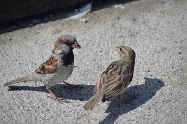 İki serçe beton bir levhada yan yana oturur. Doğal ortamlarında vahşi kuşlara yakın çekim, sakin vahşi yaşam sahnesi.