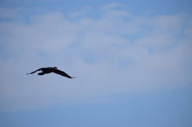 Fotoğraf, mavi gökyüzünde kanatları açık uçan siyah bir karabatağı gösteriyor..