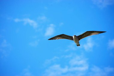 Fotoğraf bulutlu bir gökyüzüne doğru uçan gümüş martıyı gösteriyor. Uçuş sahnesinde doğal kuş