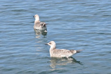 Fotoğrafta açık mavi gökyüzüne doğru uçan gümüş bir martı görülüyor. Kuş kanatlarını açar ve dinamik bir doğa sahnesi yaratır.