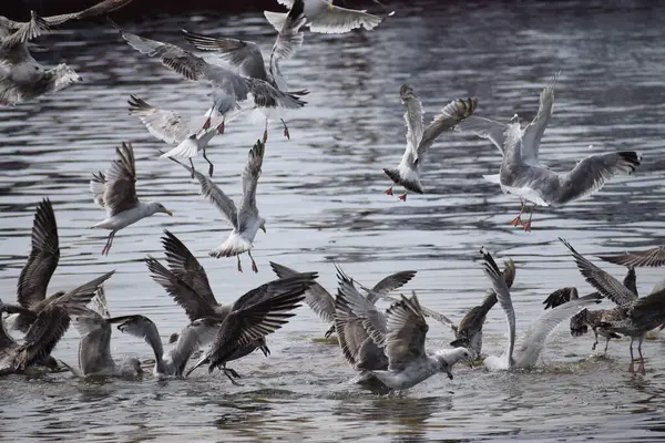 Görüntü, Silver Gulls 'un Hel limanının kıyısında havada süzüldüğünü ve sakin ve deniz atmosferi yarattığını gösteriyor..
