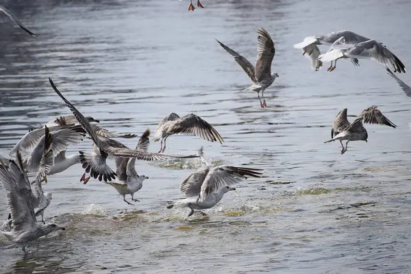 Görüntü, Silver Gulls 'un Hel limanının kıyısında havada süzüldüğünü ve sakin ve deniz atmosferi yarattığını gösteriyor..