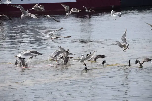 Görüntü, Silver Gulls 'un Hel limanının kıyısında havada süzüldüğünü ve sakin ve deniz atmosferi yarattığını gösteriyor..