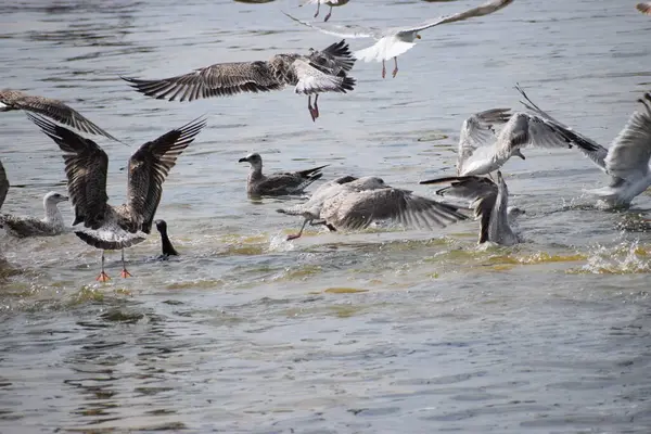 Görüntü, Silver Gulls 'un Hel limanının kıyısında havada süzüldüğünü ve sakin ve deniz atmosferi yarattığını gösteriyor..