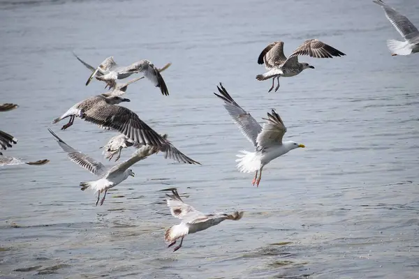 Görüntü, Silver Gulls 'un Hel limanının kıyısında havada süzüldüğünü ve sakin ve deniz atmosferi yarattığını gösteriyor..