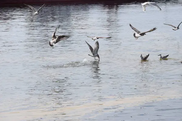 Görüntü, Silver Gulls 'un Hel limanının kıyısında havada süzüldüğünü ve sakin ve deniz atmosferi yarattığını gösteriyor..