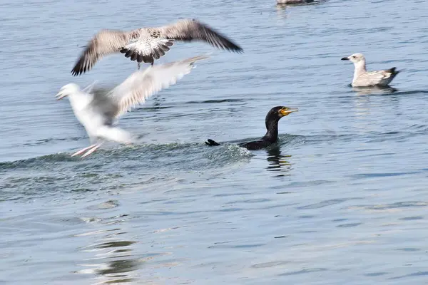 Bir karabatak dalgıcına yakın çekim ve bir balıkla yüzeye çıkarken iki Gümüş Martı onun denizdeki avını çalmaya çalışıyor..