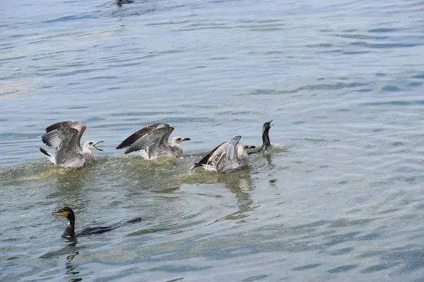 Bir karabatak dalgıcına yakın çekim ve bir balıkla yüzeye çıkarken iki Gümüş Martı onun denizdeki avını çalmaya çalışıyor..
