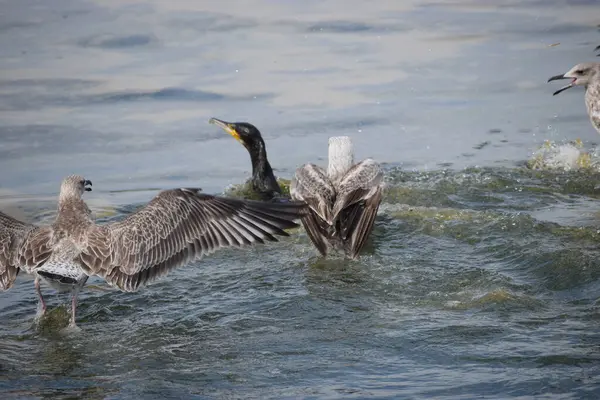 Bir karabatak dalgıcına yakın çekim ve bir balıkla yüzeye çıkarken iki Gümüş Martı onun denizdeki avını çalmaya çalışıyor..