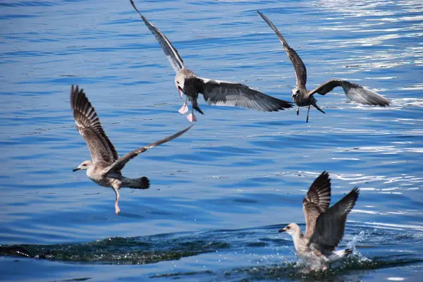 Birkaç gümüş martı denizin üzerinde uçar. Yakın plan çekimleri, okyanus zeminine karşı kanat ve tüy detaylarını yakalar.