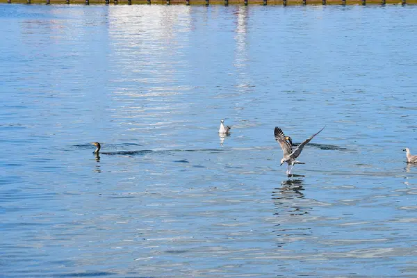 Gümüş bir martı deniz yüzeyinin üzerinde süzülür, kanatlar açılır, dinamik hareketi yakalar sakin okyanus suyunun üzerinde..