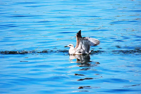 Denizde sakince yüzen gümüş martının yakın çekimi. Kuşun suyu yansıttığı doğal bir sahne..