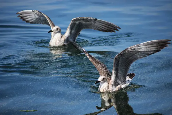 Doğadaki güzel kuşun manzarası