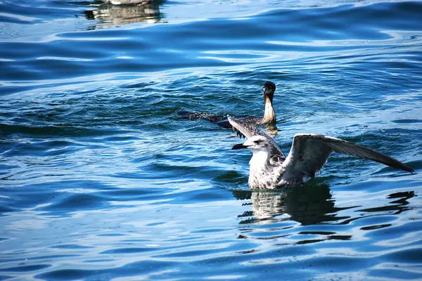 Denizdeki deniz kuşu