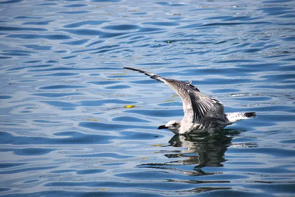 Denizde sakince yüzen gümüş martının yakın çekimi. Kuşun suyu yansıttığı doğal bir sahne..
