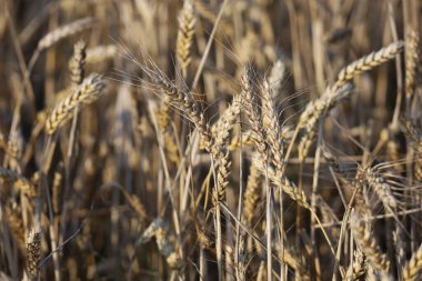 Detaylı bir görüntü, buğday kulaklarını görüntüler. Dokularını ve doğal altın tonlarını gösterir. Bu mahsulün güzelliğini ve zenginliğini vurgular.