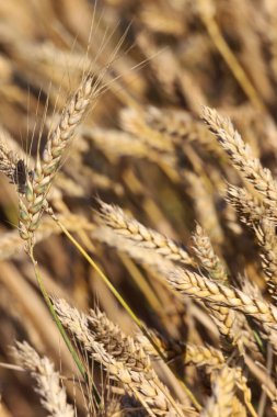 Detaylı bir görüntü, buğday kulaklarını görüntüler. Dokularını ve doğal altın tonlarını gösterir. Bu mahsulün güzelliğini ve zenginliğini vurgular.