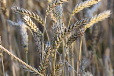 Detaylı bir görüntü, buğday kulaklarını görüntüler. Dokularını ve doğal altın tonlarını gösterir. Bu mahsulün güzelliğini ve zenginliğini vurgular.