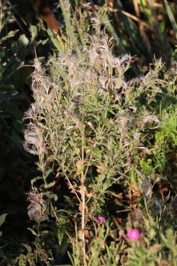 Güneşli bir yaz tarlasında çiçek açan Ivan Tea (Chamerion angustifolium) bitkisinin yakın çekimi bitkisel, çiçeksel ve doğa fotoğrafçılığı için idealdir..