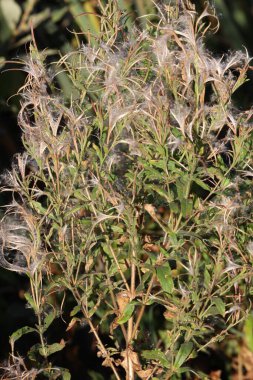 Güneşli bir yaz tarlasında çiçek açan Ivan Tea (Chamerion angustifolium) bitkisinin yakın çekimi bitkisel, çiçeksel ve doğa fotoğrafçılığı için idealdir..