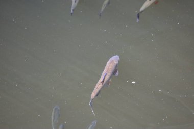 Fotoğraf tatlı suda yüzen bir sazan grubunu gösteriyor. Balıkların doğal davranışlarını ve su ortamının güzelliğini yakalıyorlar..