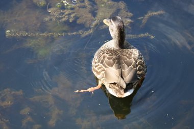 Fotoğrafta suda sakince yüzen bir ördeğin, kuşun doğal davranışını ve su ortamının güzelliğini yakaladığı görülüyor..