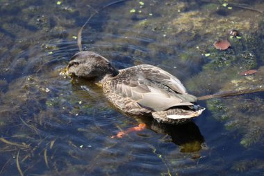 Fotoğrafta suda sakince yüzen bir ördeğin, kuşun doğal davranışını ve su ortamının güzelliğini yakaladığı görülüyor..