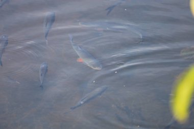 Fotoğraf tatlı suda yüzen bir sazan grubunu gösteriyor. Balıkların doğal davranışlarını ve su ortamının güzelliğini yakalıyorlar..