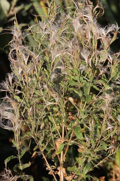 Güneşli bir yaz tarlasında çiçek açan Ivan Tea (Chamerion angustifolium) bitkisinin yakın çekimi bitkisel, çiçeksel ve doğa fotoğrafçılığı için idealdir..