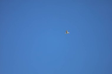 Fotoğraf mavi gökyüzüne doğru uçan bir martıyı gösteriyor. Görüntü kuş güzelliğini vurgular ve kanatlarını açar..