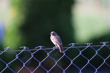Fotoğraf, tüylerinin, gözlerinin ve gagasının detaylarını vurgulayan, yakın plan olarak da bilinen, kırmızı uçlu siyah bir kuşu gösteriyor..