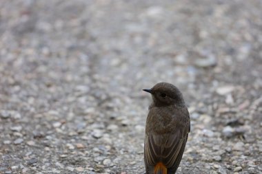 Fotoğraf, tüylerinin, gözlerinin ve gagasının detaylarını vurgulayan, yakın plan olarak da bilinen, kırmızı uçlu siyah bir kuşu gösteriyor..