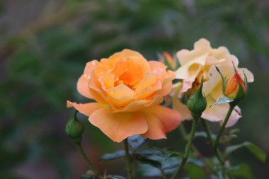 Fotoğrafta şeftalili, sarı veya kayısı tomurcuklu bir PAD-Austin gülü görülüyor. Görüntü çiçeklerin şeklini ve tomurcukların bolluğunu vurgular..