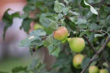 Fotoğraf yeşil yapraklara karşı meyveli bir elma dalını gösteriyor. Resim elmaların şeklini ve yaprakların parlaklığını vurgular..